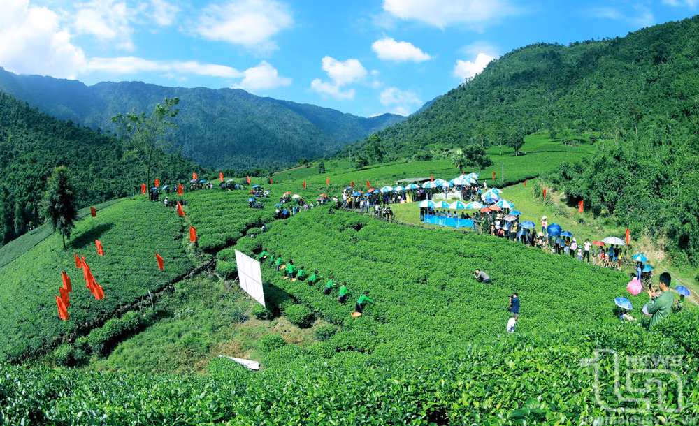Trên một nương chè đẹp.