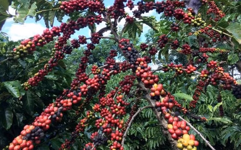 Ngành cà-phê nâng cao năng lực cạnh tranh