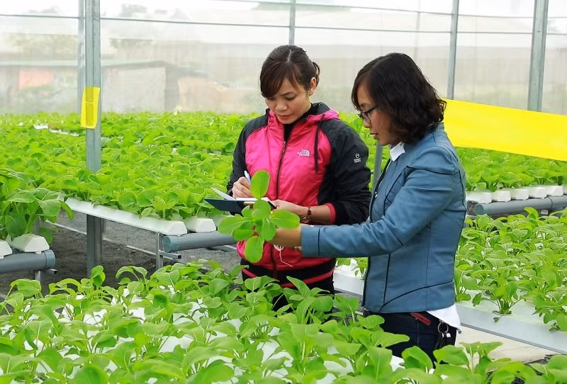 Trồng rau an toàn trong nhà kính ở xã Đông Tiến, huyện Đông Sơn, tỉnh Thanh Hóa.