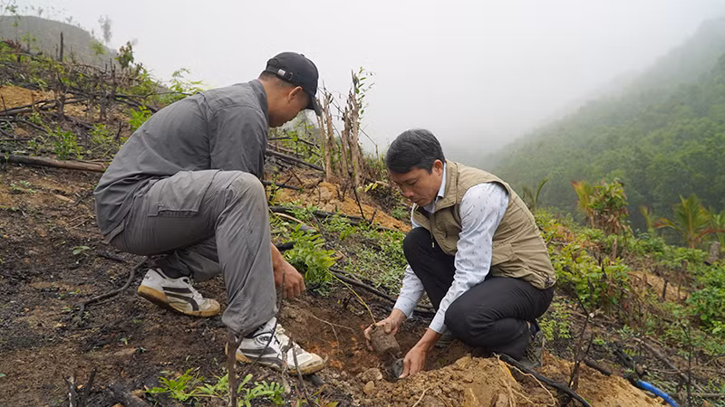 Các đơn vị, cán bộ tham gia trồng cây rừng tại xã Hòa Liên, huyện Hòa Vang, thành phố Đà Nẵng.