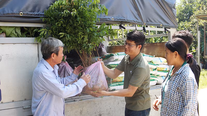 Người dân nhận cây giống gỗ lớn Người dân nhận cây giống gỗ lớn