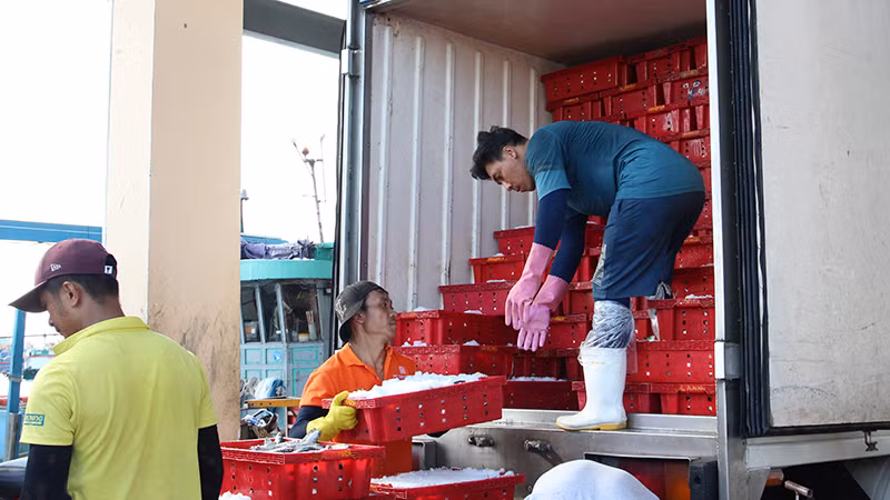 100% tàu cá cập cảng cá Thọ Quang bốc dỡ thủy sản được giám sát sản lượng.