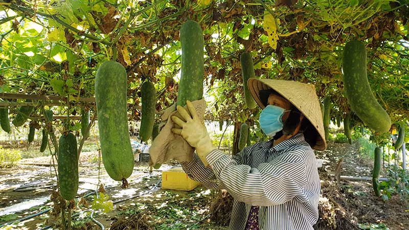 Các Hợp tác xã góp phần giải quyết việc làm cho lao động địa phương
