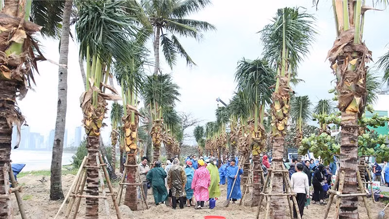 175 cây dừa lớn đã được trồng ven biển.