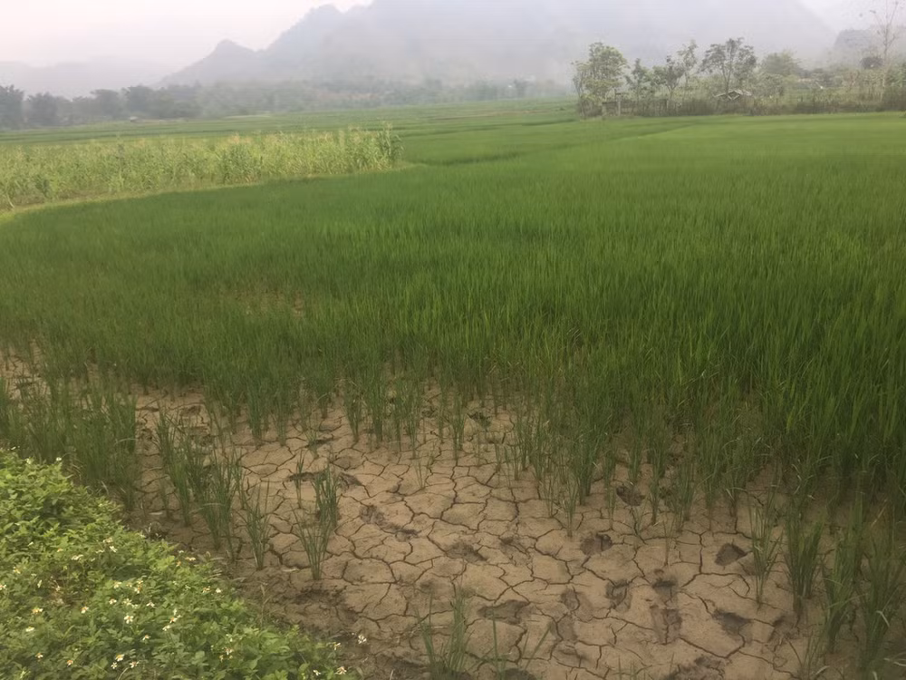 Hạn hán tại các diện tích trồng lúa ở Phù Yên (Sơn La) do nắng nóng kéo dài. Hạn hán tại các diện tích trồng lúa ở Phù Yên (Sơn La) do nắng nóng kéo dài.