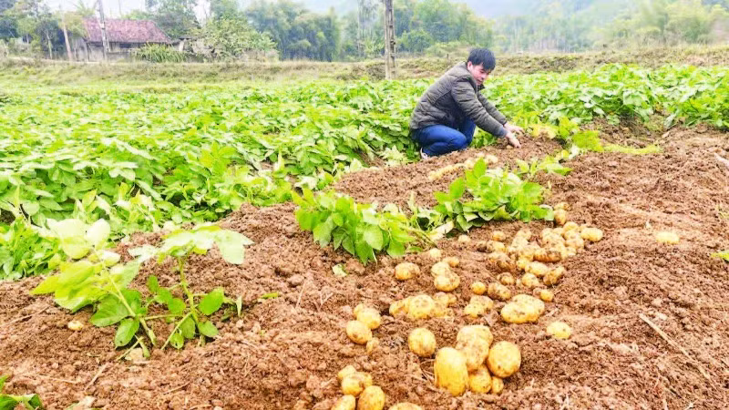 Người dân xã Trần Phú, huyện Na Rì thu hoạch khoai tây trồng liên kết sản xuất với hợp tác xã.