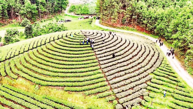 Du lịch nông nghiệp gắn với vùng chè góp phần thu hút du khách đến Thái Nguyên.