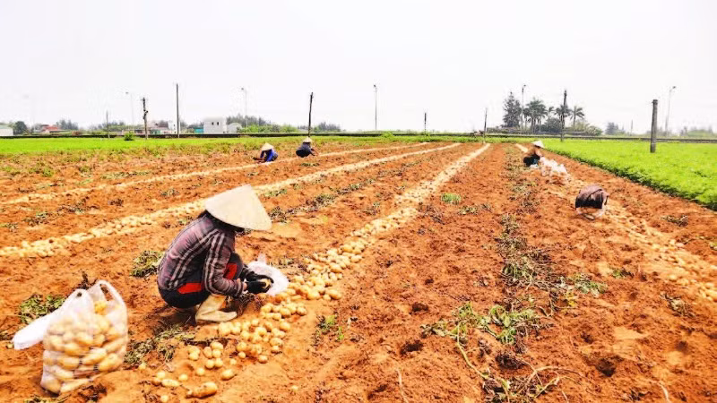 Trên các cánh đồng nhộn nhịp thu hoạch.