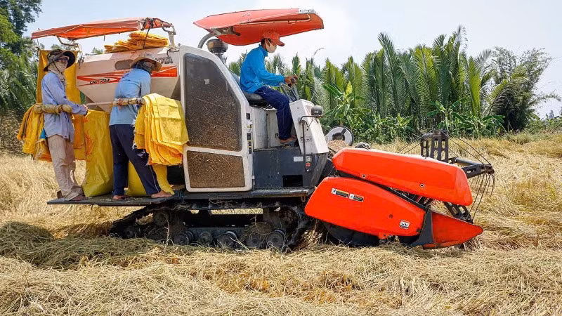 Thu hoạch lúa tại tỉnh Sóc Trăng. (Ảnh: AN ĐỨC)