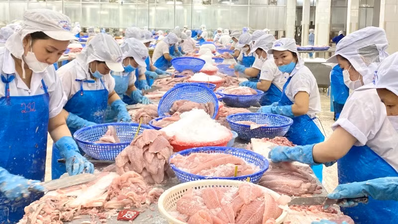 Brazil duy trì là thị trường đơn lẻ tiêu thụ mạnh các sản phẩm cá tra đến từ Việt Nam, nhất là sản phẩm cá tra phi-lê đông lạnh.