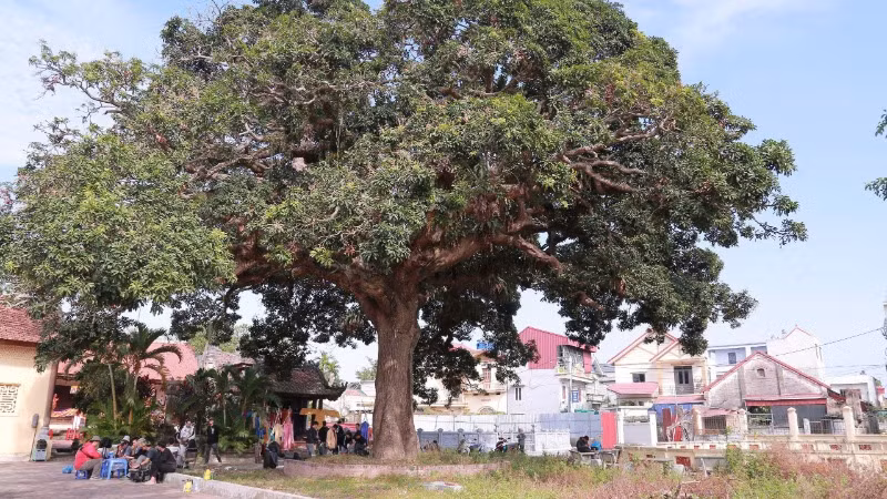 Vẻ đẹp đất nước, con người Việt Nam được chú trọng khắc họa.