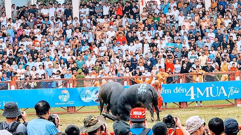 Khán giả cổ vũ nồng nhiệt trong một kháp đấu tại Hội chọi trâu Đồ Sơn 2022.