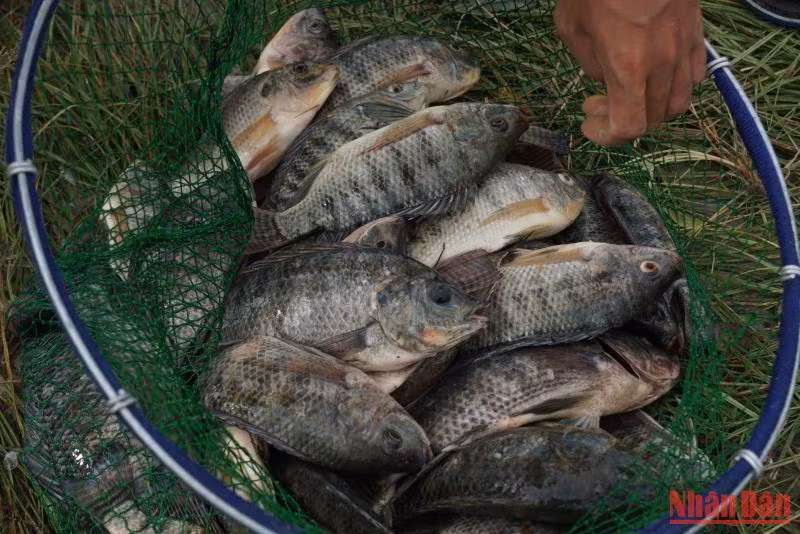 Mẻ cá rô phi.