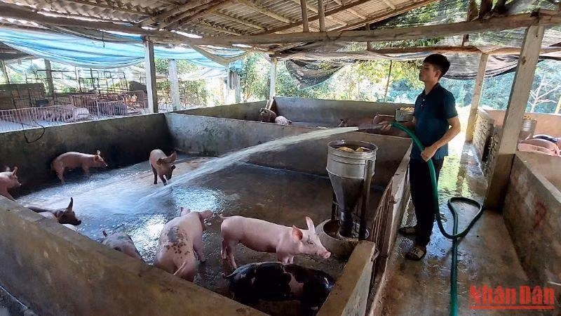 Nguồn vốn tín dụng chính sách giúp người dân trên địa bàn tỉnh Phú Thọ mở rộng chuồng trại, phát triển kinh tế gia đình. Nguồn vốn tín dụng chính sách giúp người dân trên địa bàn tỉnh Phú Thọ mở rộng chuồng trại, phát triển kinh tế gia đình.