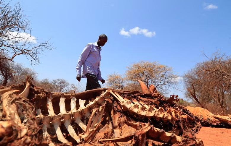 Ali Hacho Ali, 56 tuổi, đi ngang qua xác con bò đã chết của mình gần biên giới Kenya-Ethiopia ở làng Eresteno, vùng Mandera, Kenya, ngày 1/9. (Ảnh: REUTERS). Ali Hacho Ali, 56 tuổi, đi ngang qua xác con bò đã chết của mình gần biên giới Kenya-Ethiopia ở làng Eresteno, vùng Mandera, Kenya, ngày 1/9. (Ảnh: REUTERS).