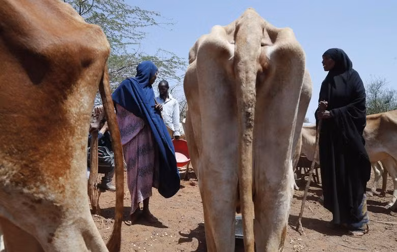 Những người chăn gia súc cho bò ăn ngô ở thị trấn Takaba, vùng Mandera, Kenya, ngày 1/9. (Ảnh: REUTERS). Những người chăn gia súc cho bò ăn ngô ở thị trấn Takaba, vùng Mandera, Kenya, ngày 1/9. (Ảnh: REUTERS).