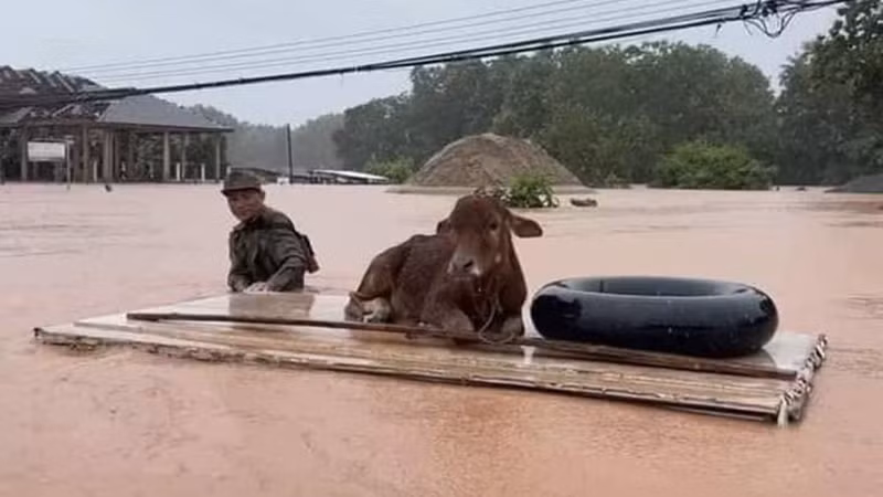 Người dân tỉnh Luang Namtha di chuyển tài sản, gia súc tới nơi an toàn. Ảnh: Cộng tác viên