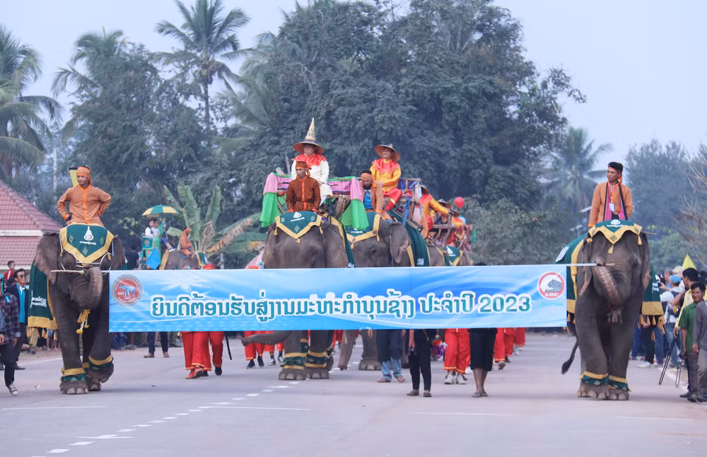 Điểm nhấn của Lễ hội voi tỉnh Sayaboury năm 2023 là sự tham gia trình diễn của 75 cá thể voi, số lượng nhiều nhất từ trước tới nay. (Ảnh: Trịnh Dũng)