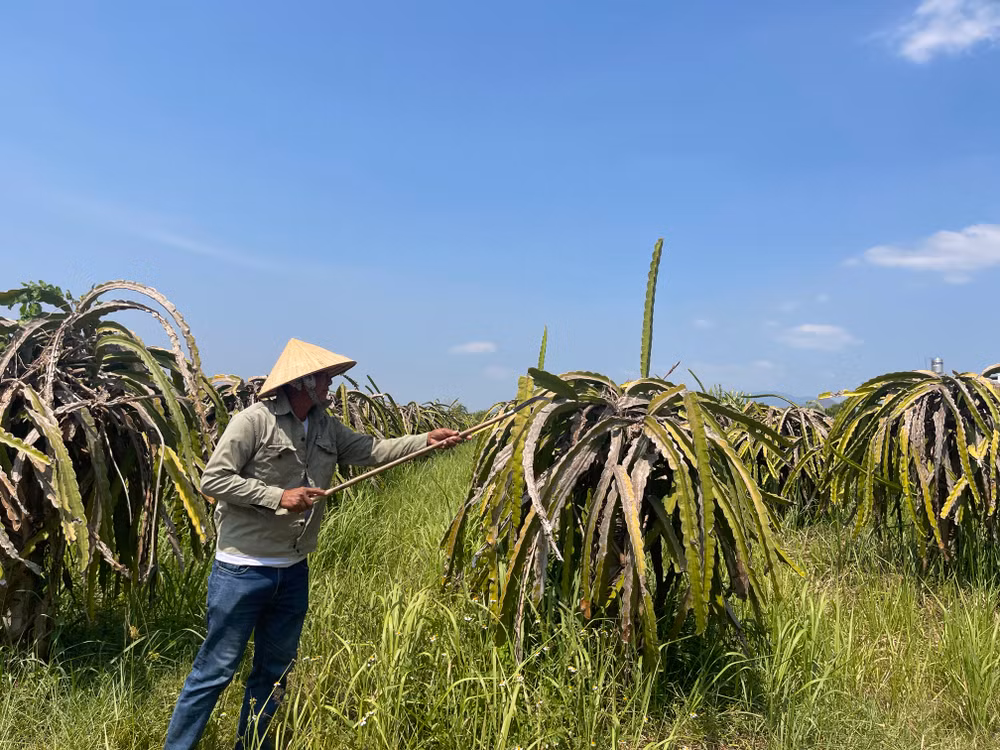 Nguồn nước tại hồ Ba Bàu thấp nên ảnh hưởng đến chất lượng của cây thanh long xã Hàm Thạnh.