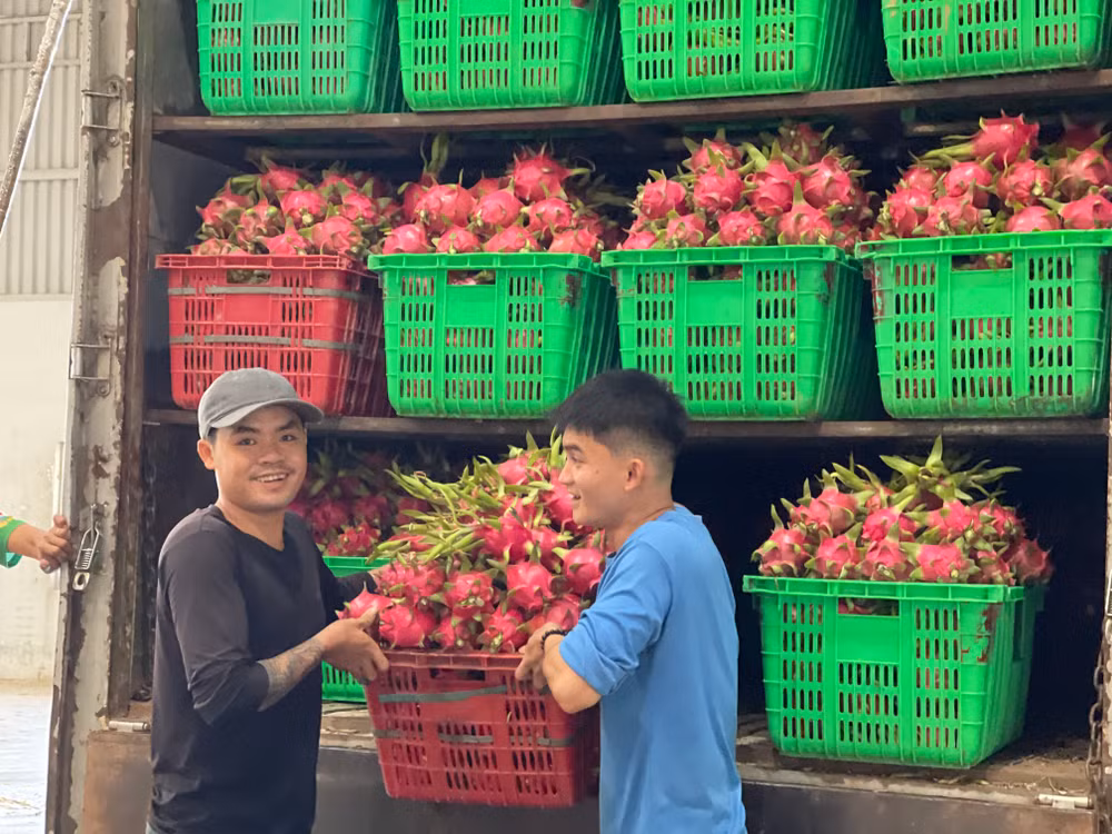 Thanh long tại vườn có giá từ 14.000 đến 17.000 đồng/kg.