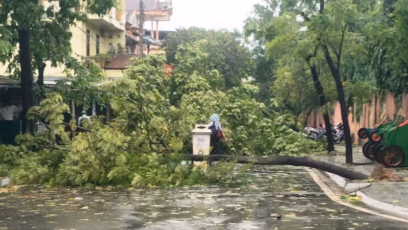 Nhiều cây xanh tại thành phố Huế bị đổ ngã.