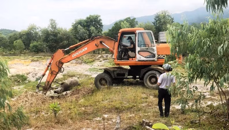Thừa Thiên Huế: Trâu bị chết tại Phú Lộc do bệnh tụ huyết trùng