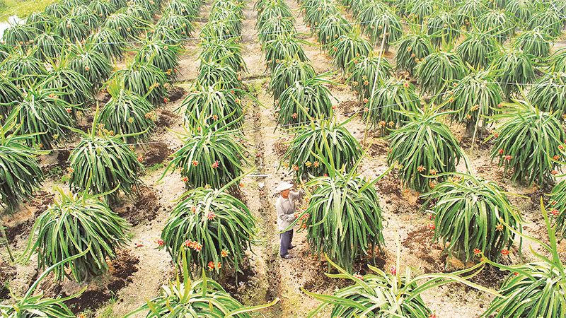 Mô hình trồng thanh long thích ứng với biến đổi khí hậu tại xã Tân Phước, huyện Gò Công Đông, tỉnh Tiền Giang.