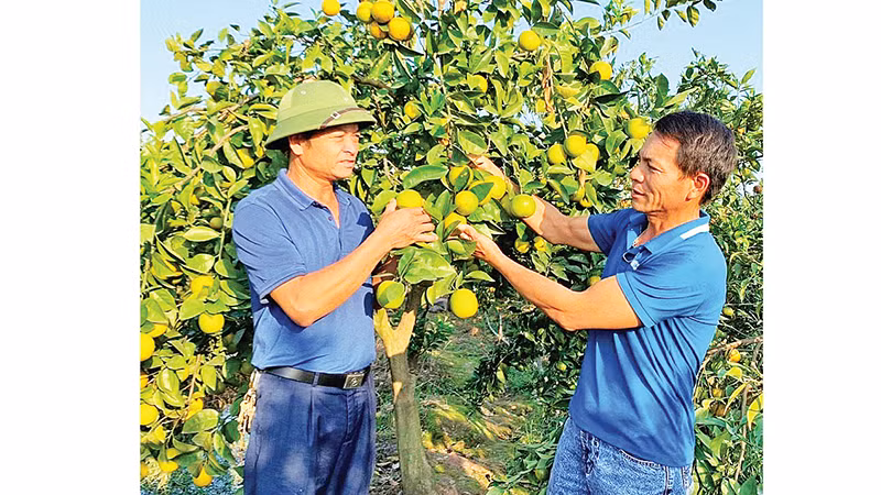 Nông dân huyện Yên Mỹ, tỉnh Hưng Yên chuyển đổi sang trồng cam mang lại thu nhập cao.