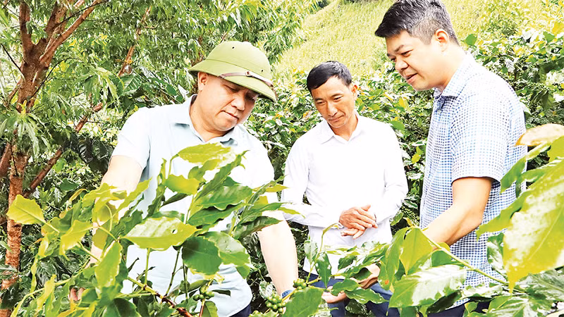 Lãnh đạo UBND tỉnh Ðiện Biên và huyện Tuần Giáo kiểm tra tiến độ sinh trưởng cây cà-phê trồng theo mô hình liên kết tại huyện Tuần Giáo. 