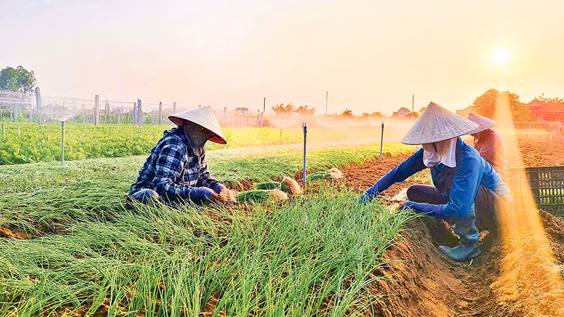 Nhiều vùng đất cát ven biển ở huyện Quỳnh Lưu (Nghệ An) chuyển sang trồng rau, hành... cho thu nhập cao hơn nhiều so với trồng lúa. 