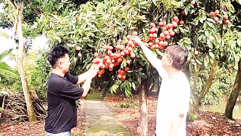 Nông dân xã Phan Sào Nam trồng vải trứng cho thu nhập cao. 