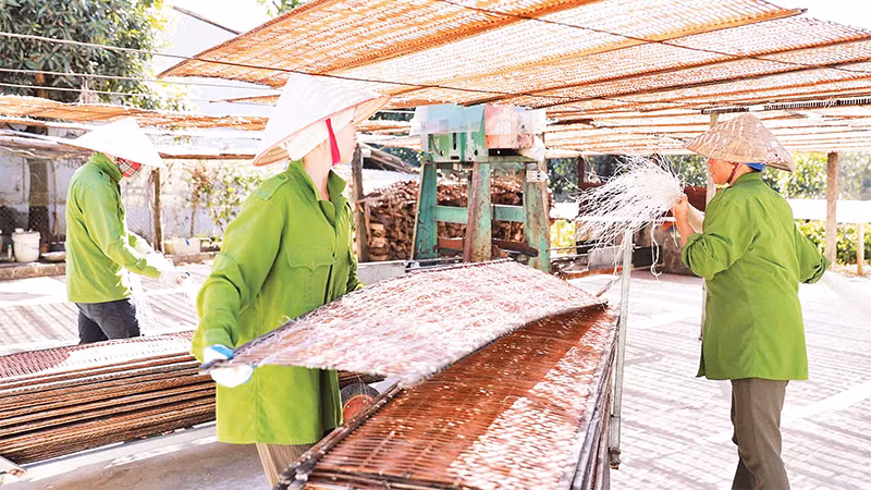 Miến dong Bình Lư đã trở thành sản phẩm chủ lực, giúp người dân làm giàu. 