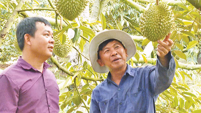 Sầu riêng Bàu Ðồn được vinh danh nhờ nguồn nước và Nhà nước. 