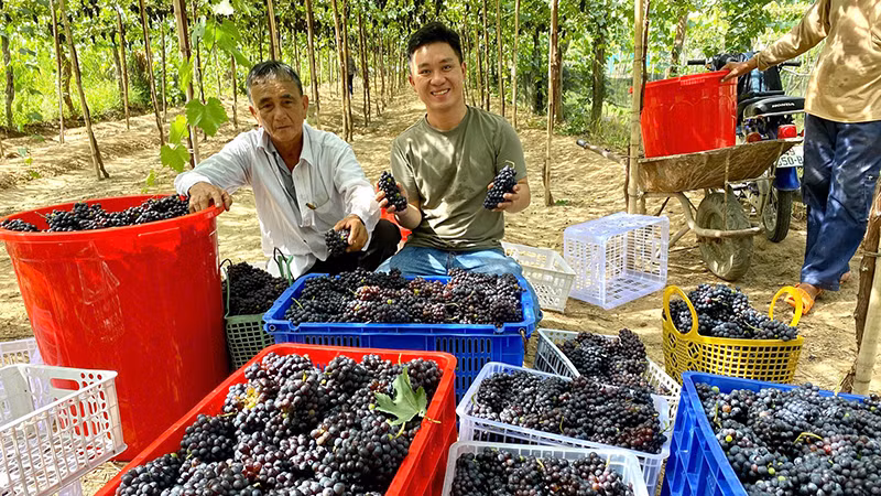 Anh Lê Trung Thu, ở phường Mỹ Bình, thành phố Phan Rang-Tháp Chàm liên kết với nông dân trồng giống nho Shiaraz tạo nguồn nguyên liệu sản xuất rượu vang nho. 