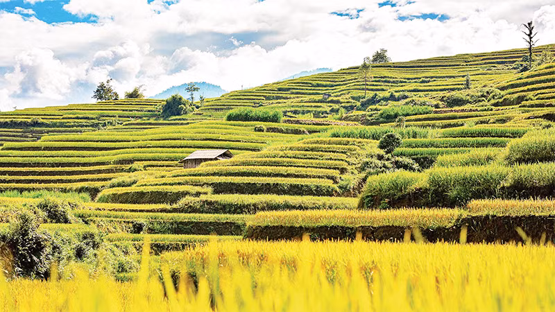 Ruộng bậc thang Hoàng Su Phì. 