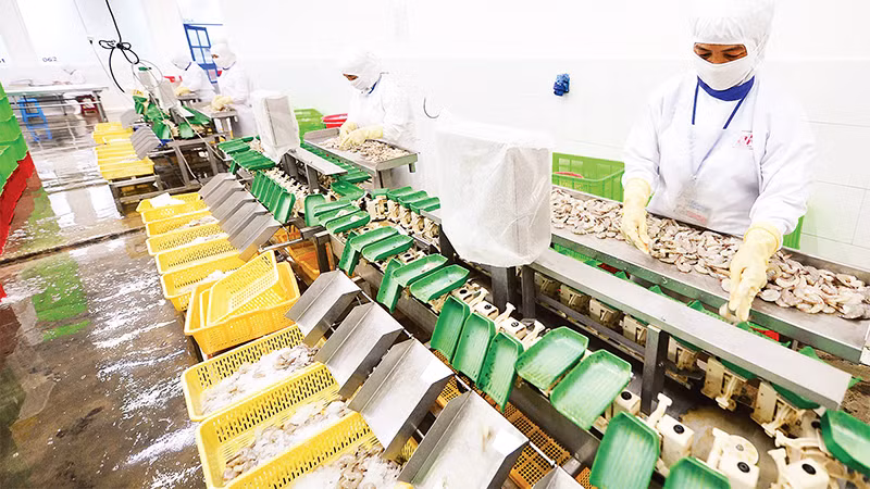 Chế biến thủy sản xuất khẩu ở Công ty CP Thủy sản Cafatex (Hậu Giang). (Ảnh Trần Tuấn) 