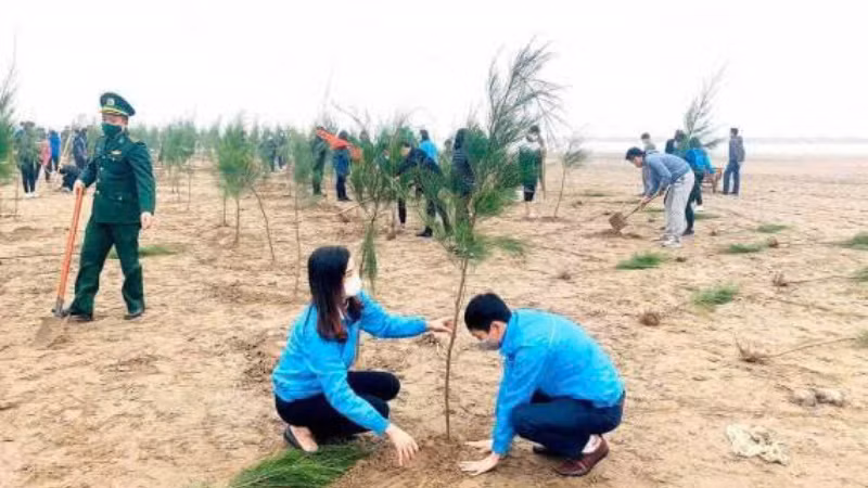Ảnh minh hoạ: Trồng cây phi lao tại huyện ven biển Kim Sơn.