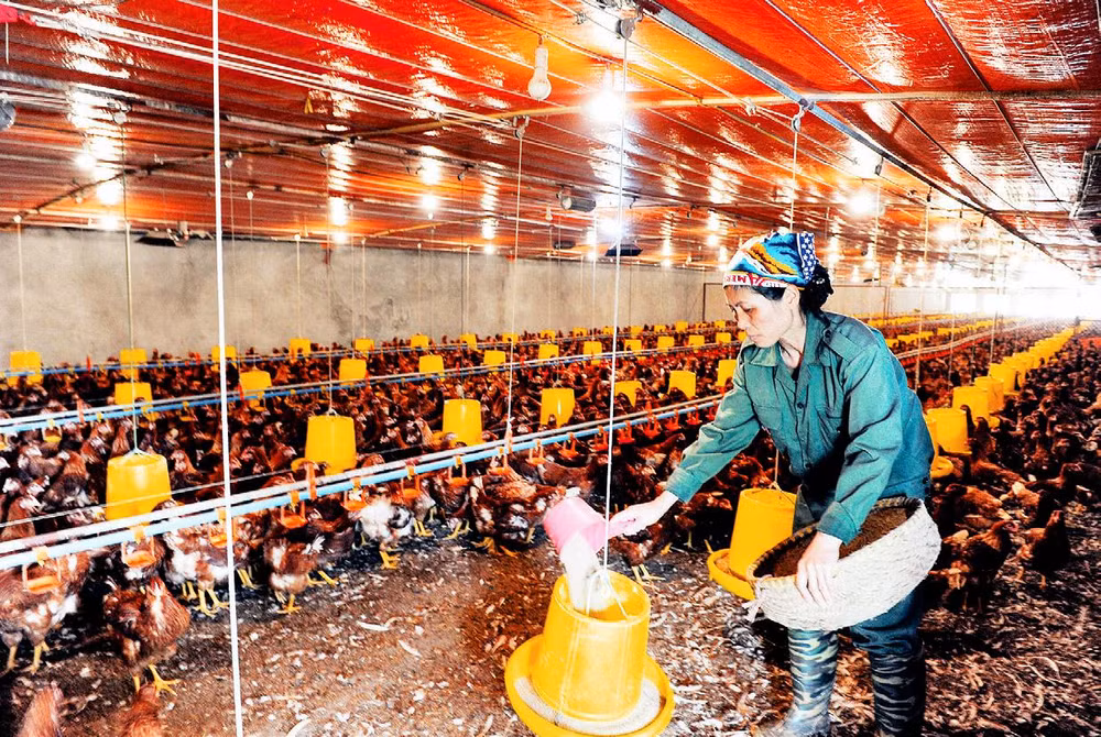 Trang trại chăn nuôi gà thịt tại xã Cấn Hữu, huyện Quốc Oai. (Ảnh NGỌC MAI) 