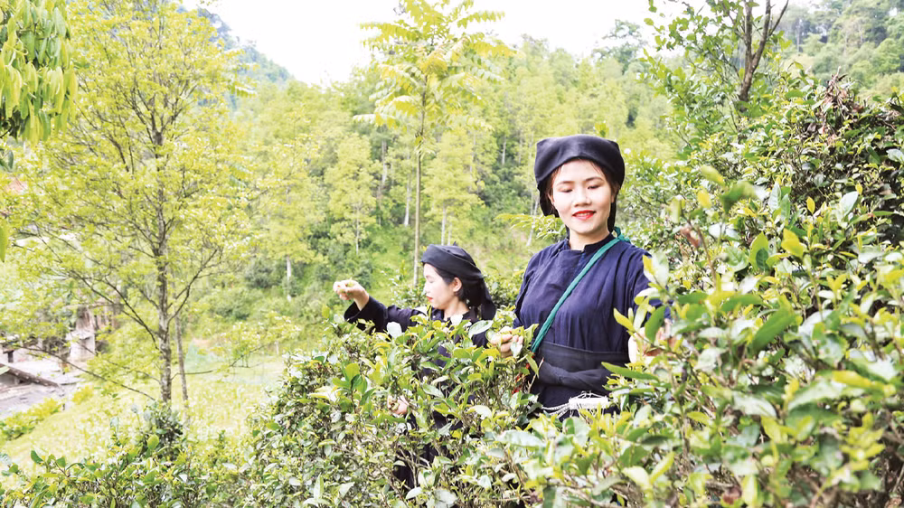 Trồng chè dưới tán rừng cây hồi tại thôn Khau Phụ, xã Bình Gia (Lạng Sơn), đem lại hiệu quả kinh tế cao. (Ảnh nhandan.vn) 