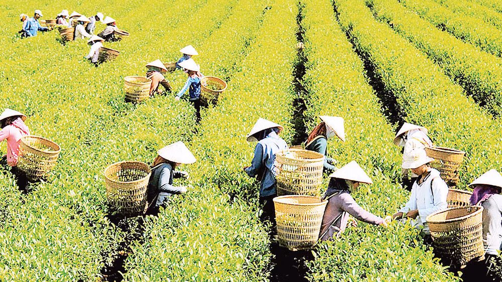 Thu hoạch chè tại Lâm Đồng. Thu hoạch chè tại Lâm Đồng.