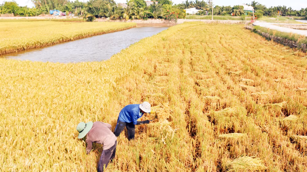 Thu hoạch lúa hữu cơ ở ấp Rạch Sâu, xã Long Hòa, huyện Châu Thành, tỉnh Trà Vinh. 