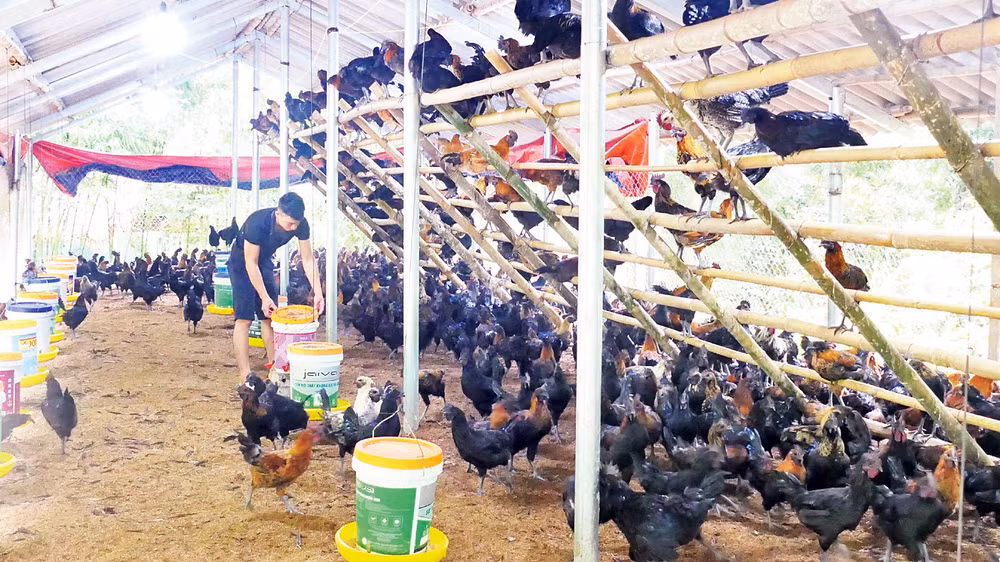 Lương Văn Nam và mô hình gà xương đen cho hiệu quả kinh tế cao. 
