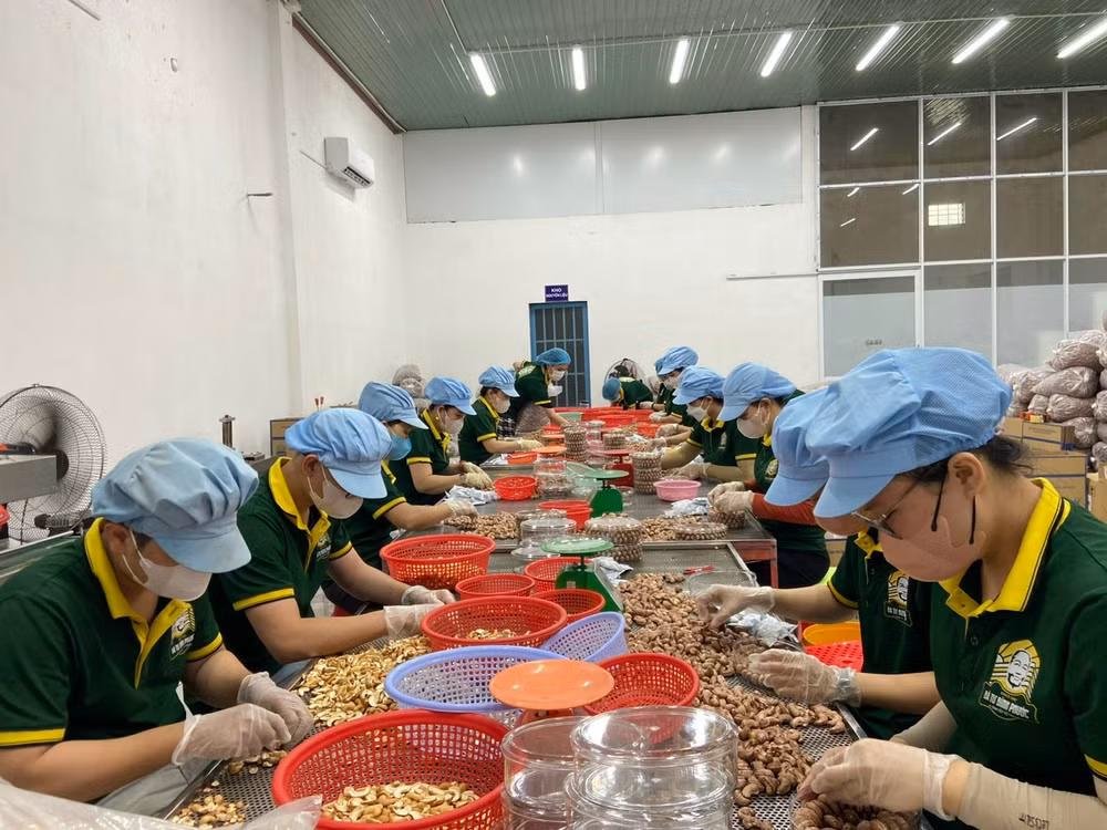 Đóng gói sản phẩm hạt điều tại Công ty cổ phần Tập đoàn Gia Bảo (thành phố Đồng Xoài, tỉnh Bình Phước). 