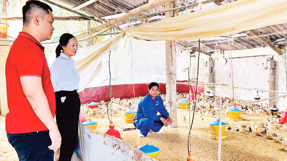 Cán bộ tín dụng huyện Trấn Yên (Yên Bái) kiểm tra việc vay vốn đầu tư chăn nuôi gà thịt tại xã Việt Thành. 