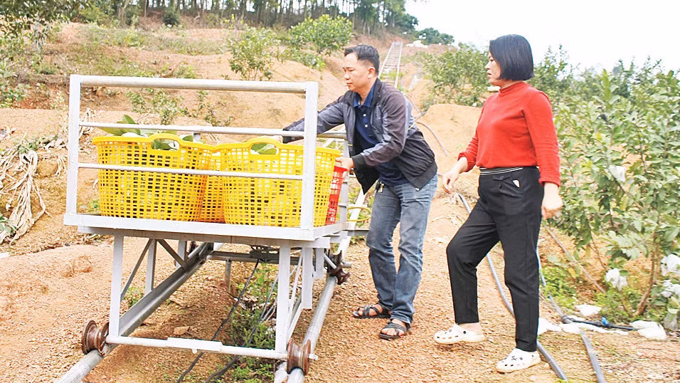 Sáng kiến xe vận chuyển ổi của anh Ðặng Huy Phong. 