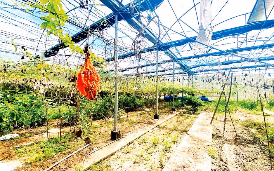Nhà màng, nhà lưới thuộc Dự án đầu tư xây dựng mô hình thực nghiệm sản xuất rau an toàn theo phương pháp thủy canh trên 1.000m2, ngân sách 1,5 tỷ đồng, bị hư hỏng, bỏ hoang sau thời gian ngắn hoạt động. 