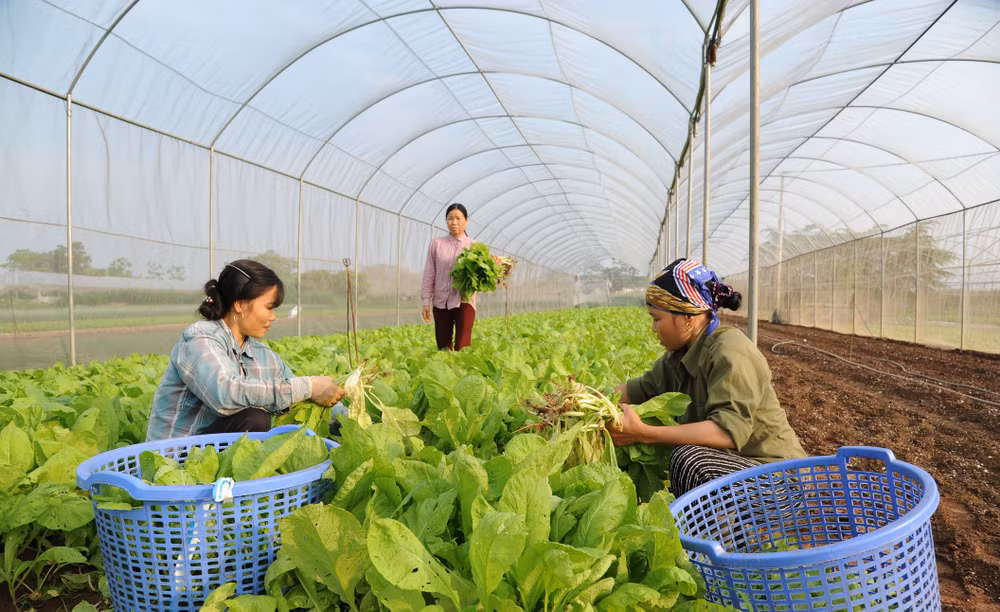 Nông dân Hợp tác xã rau quả sạch Chúc Sơn, huyện Chương Mỹ, thành phố Hà Nội thu hoạch rau. (Ảnh TRẦN HẢI)