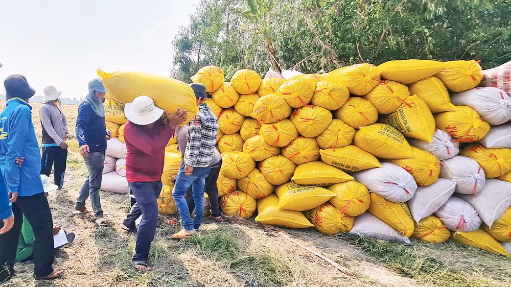 Nông dân tỉnh Hậu Giang thu hoạch lúa hè thu cuối vụ.