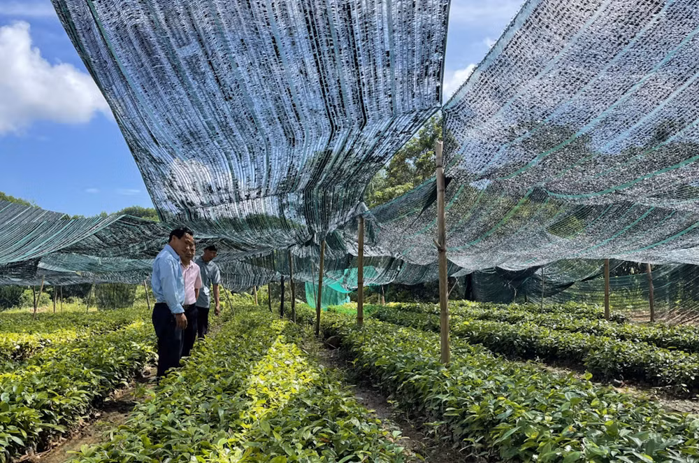 Người dân ở xã Đồn Đạc, huyện Ba Chẽ phát triển vườn ươm từ nguồn vốn vay tín dụng chính sách. Người dân ở xã Đồn Đạc, huyện Ba Chẽ phát triển vườn ươm từ nguồn vốn vay tín dụng chính sách.