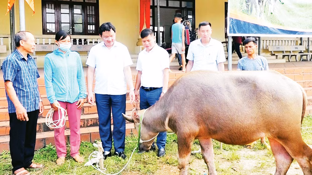 Trâu sinh sản của huyện Phú Lương, tỉnh Thái Nguyên sinh trưởng và phát triển nhanh. 
